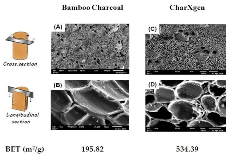 竹炭與 CharXgen 電子顯微鏡橫切面、縱切面比較,BET 比表面積 195.82 與 534.39 m²/g